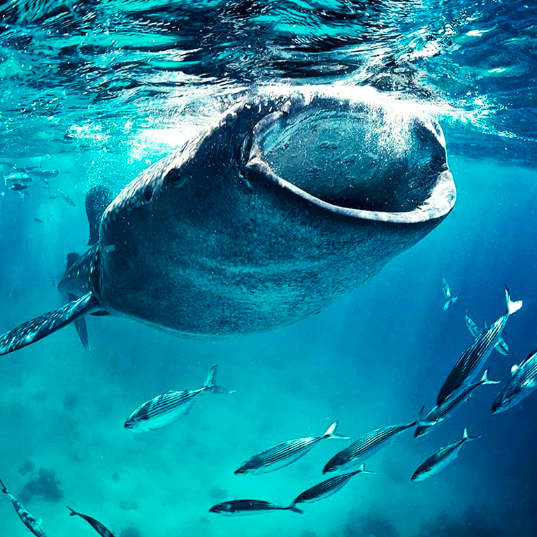 the whale sharks arrive in cancun