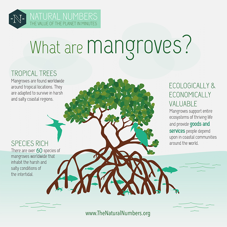 Mangroves: Provider and Protector - Official Site | Sunset World ...