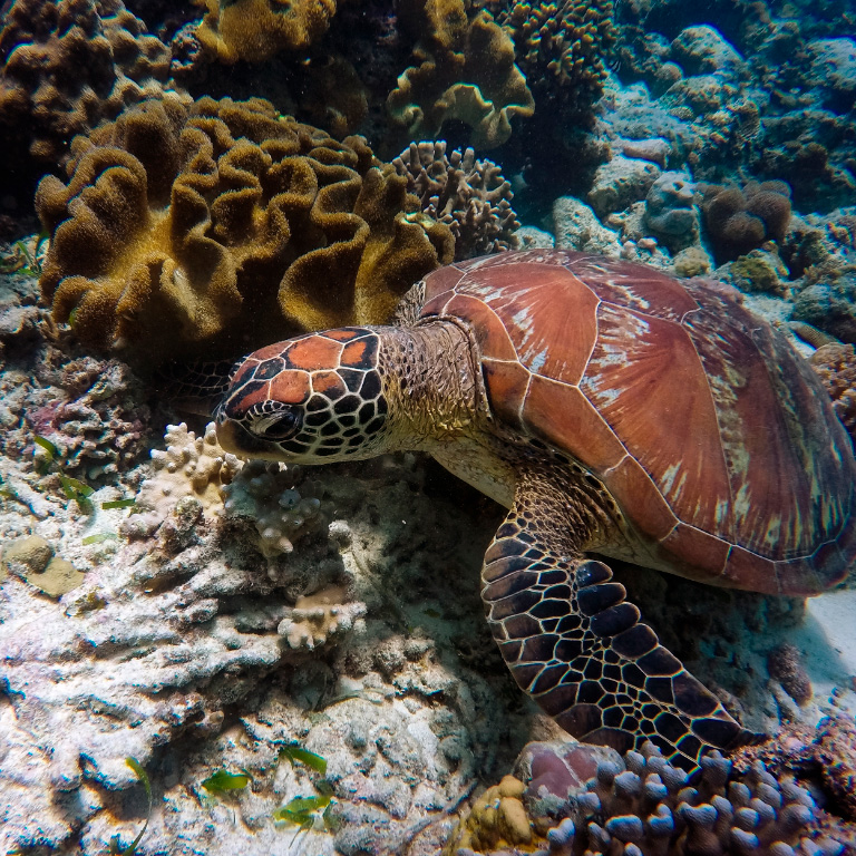 Vital y urgente, la conservación de la tortuga marina