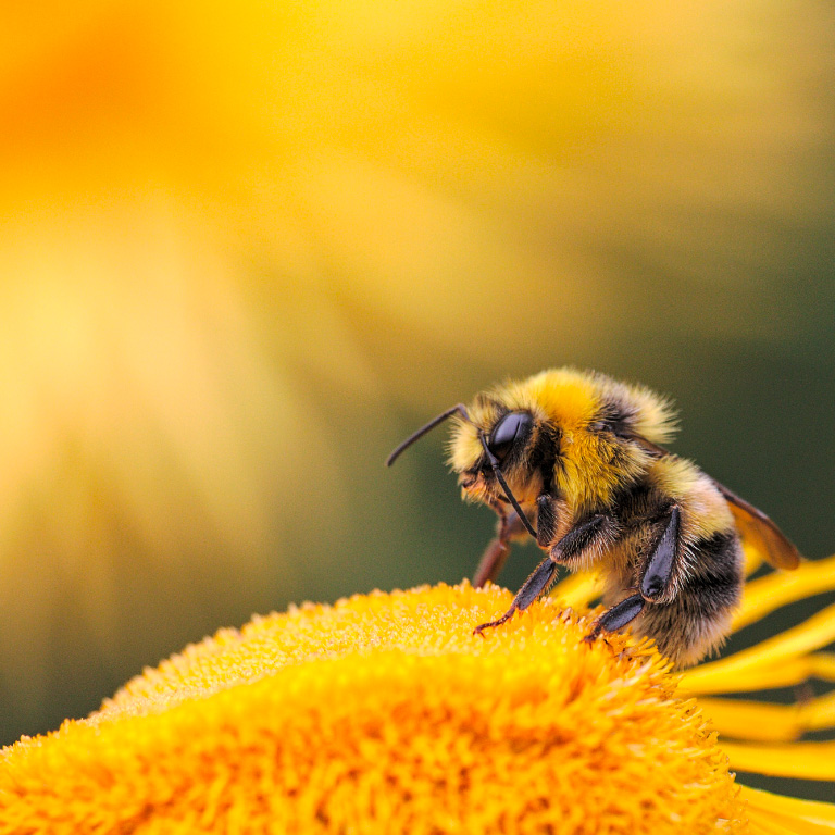 Natural food for bees created