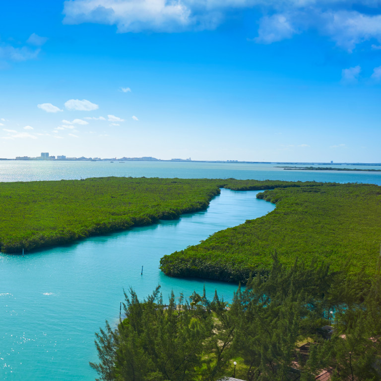 Mangroves, sources of life