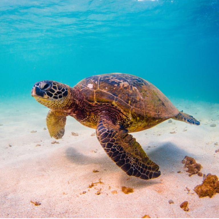 Tortugas marinas, nuestra prioridad