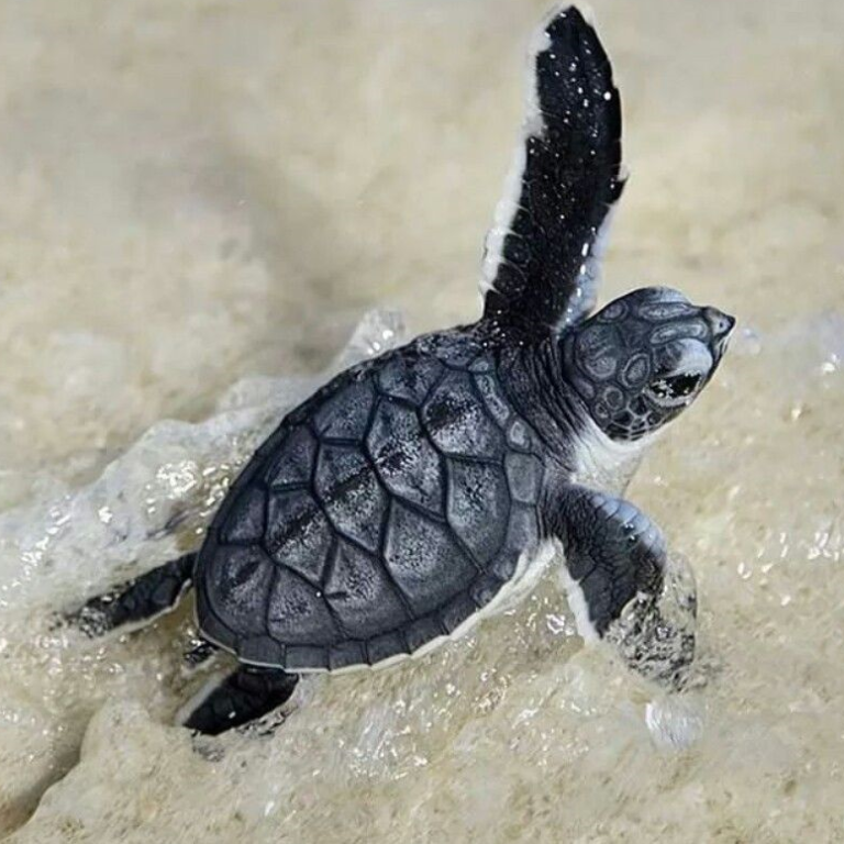 sea turtle nests, sea turtle hatchlings, endangered species, world group, sunset royal, nesting season, leatherback turtle, many species, sunset world