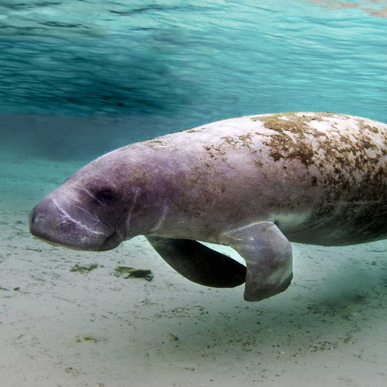 state of quintana roo, location technology, manatee research, marine species, protected species, quintana roo, the manatee, quintana roo, the transmitter, satellite location