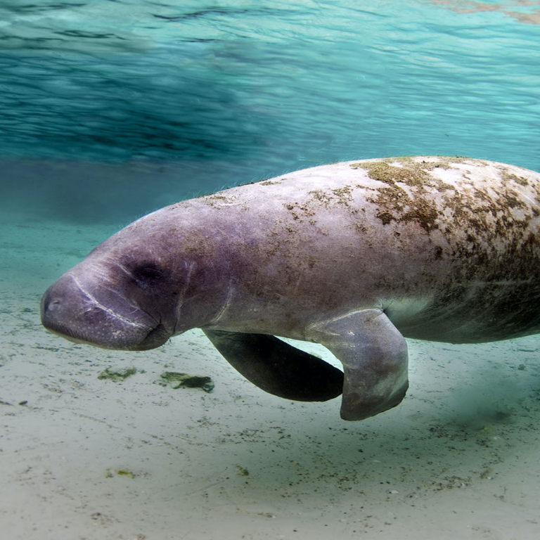 Quintana Roo, líder en investigación de manatíes