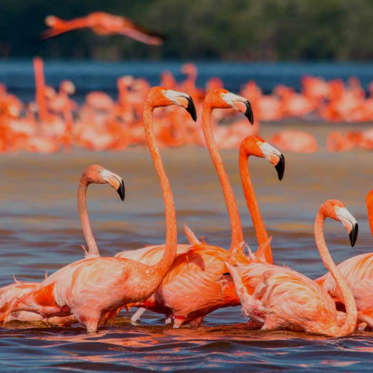 Celestún, un paraíso ecológico