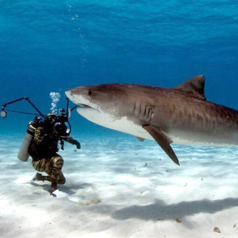 diving with bull sharks, places in the world, winter months, dive shops, visit playa del carmen, white sharks, dive with sharks, world may, winter or spring, certified divers