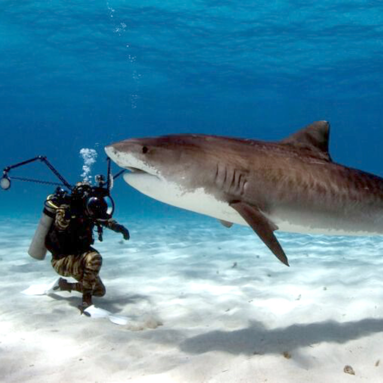 Buceo con Tiburón Toro en Quintana Roo