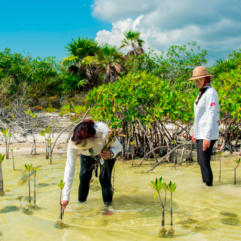 Agua y Medio Ambiente, “La Restauración de los Ecosistemas”