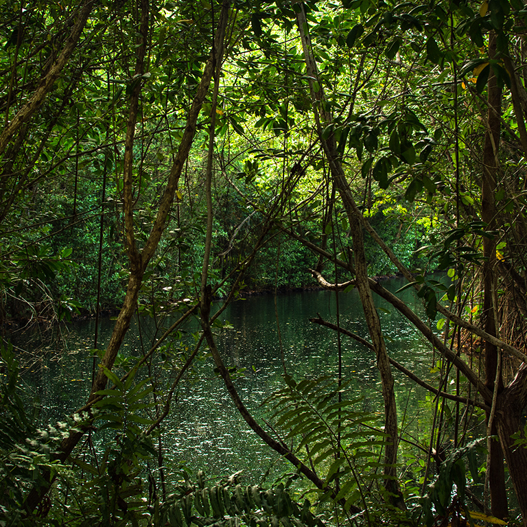 hacienda tres rios, destruction of mangrove forests, tres rios nature park, coastal water, tropical rain forests, natural water flow, coastal vegetation, what are mangroves, coastal areas, mangrove forests