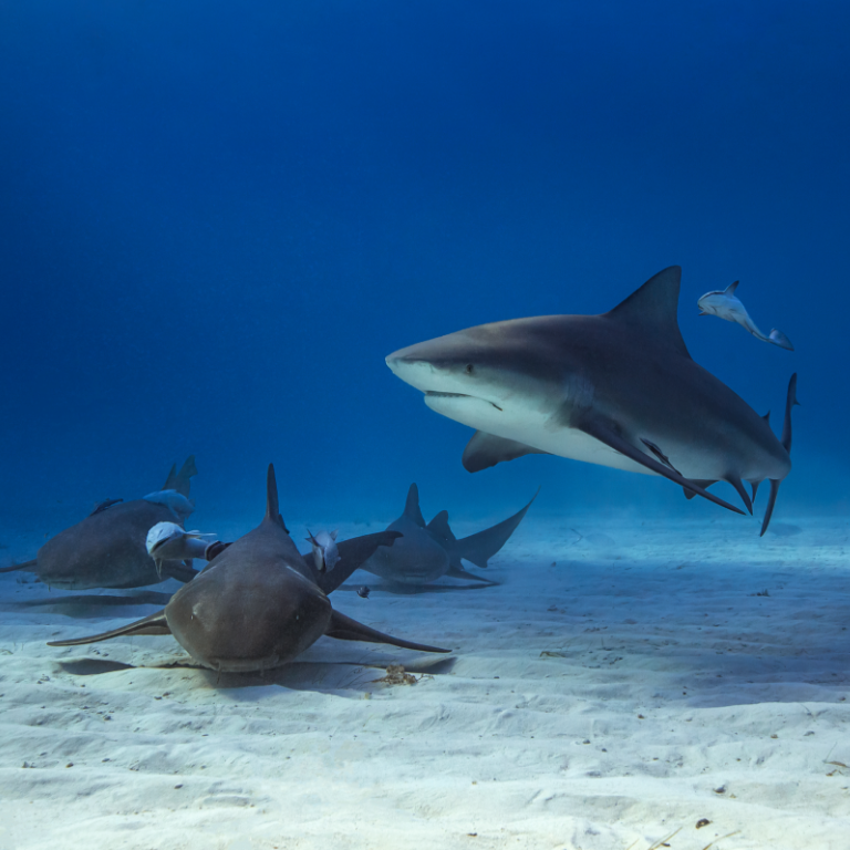 ¡Adopta un tiburón en Playa del Carmen!