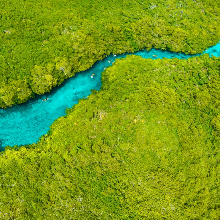 state of quintana roo - sustainable development - felipe carrillo puerto - hand in hand - alok sharma - quintana roo - forest area - management programs - president of the united nations - forest management