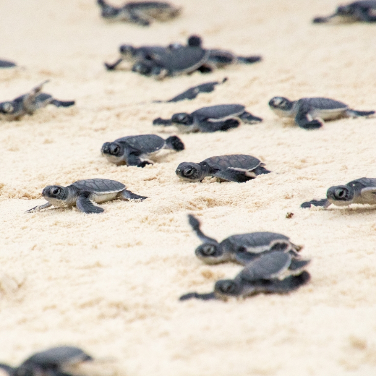 state of quintana roo - sea turtle week - species of turtles - sea turtle protection - sea turtle nesting season - sunset world - sunset royal hotel - beautiful species - protected species - this week