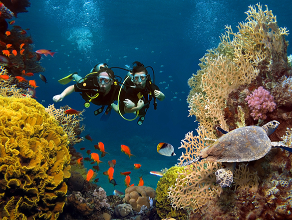 The loving couple dives among corals and fishes in the ocean