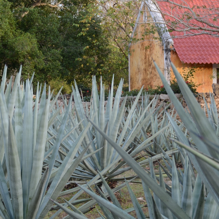 Biotecnología Yucateca Impulsa Producción de Henequén