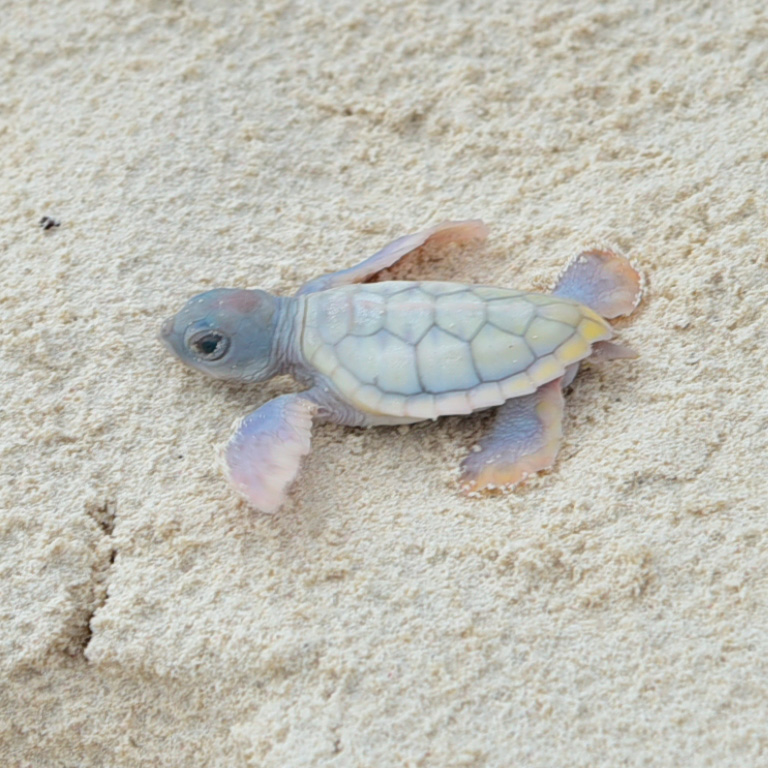 Sunset World Group Continues Sea Turtle Protection Program and Publishes 2021 Results