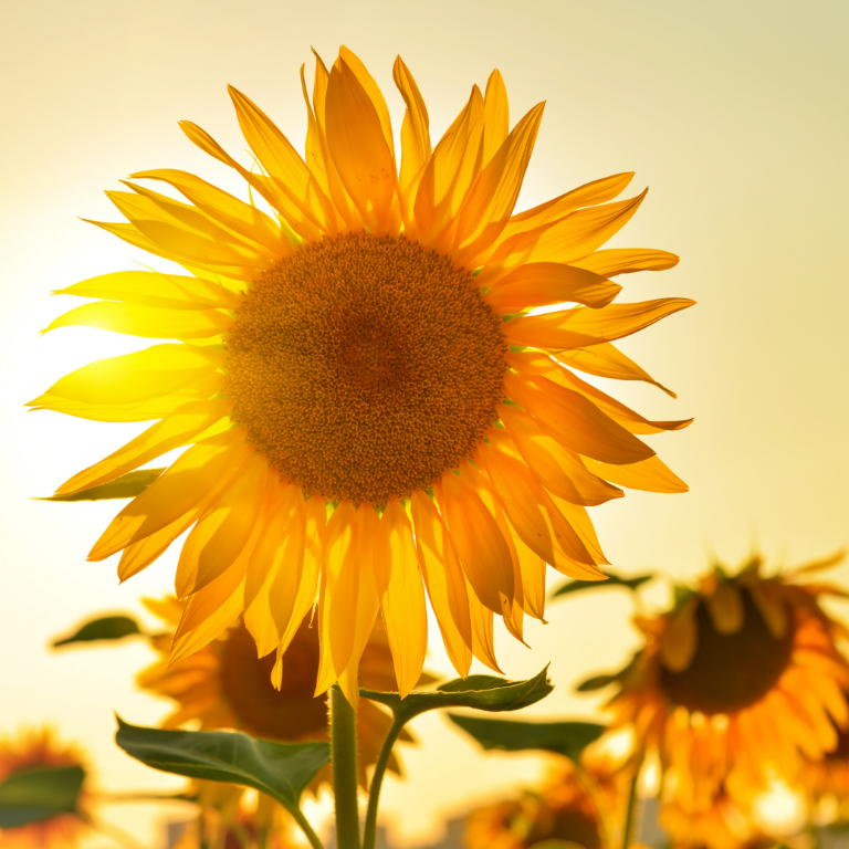 Discover a Beautiful Field of Sunflowers in Bacalar