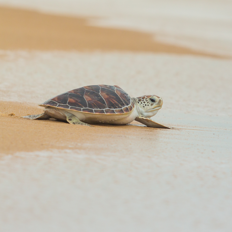 Clean Beaches for the Next Turtle Season