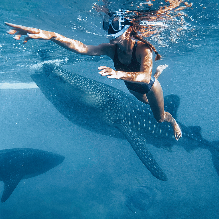 Día Internacional del Tiburón Ballena