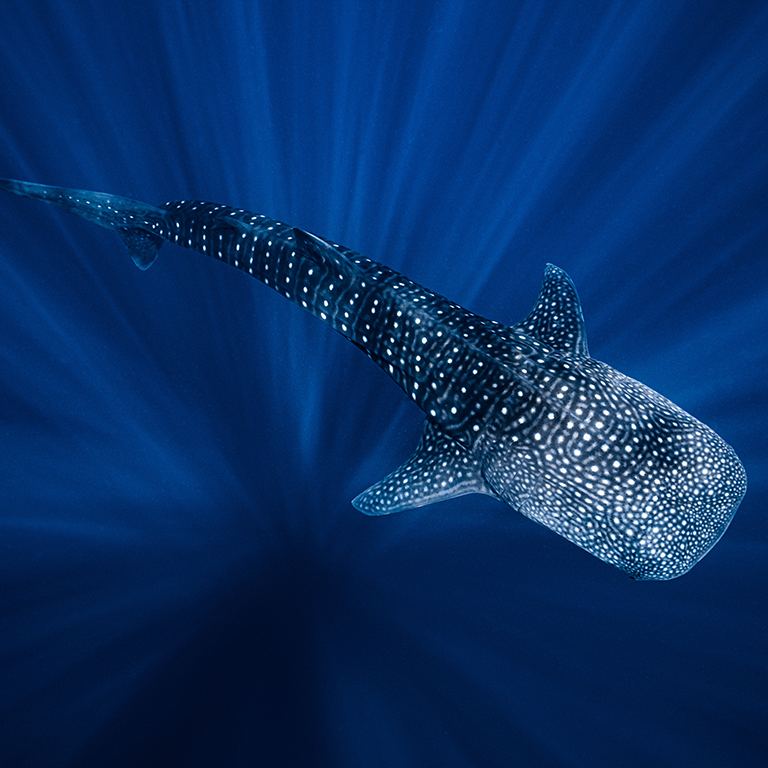 International Whale Shark Day