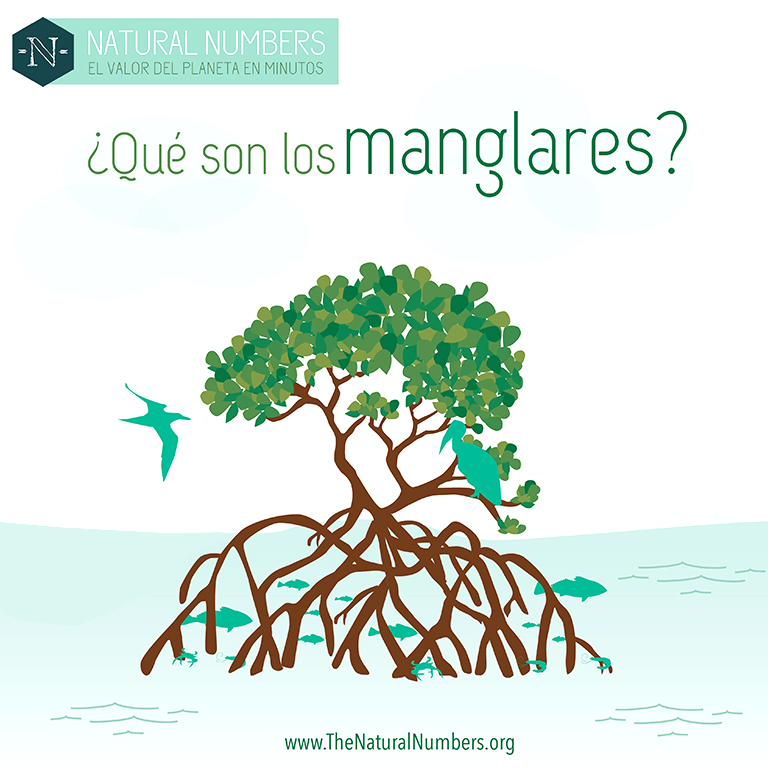 Qué son los manglares