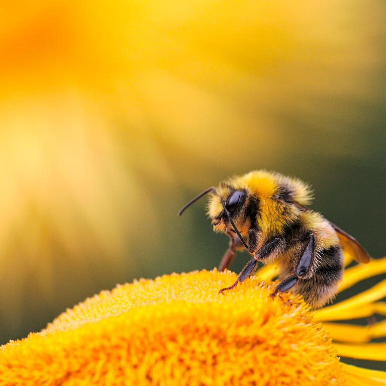Crean alimento natural para abejas