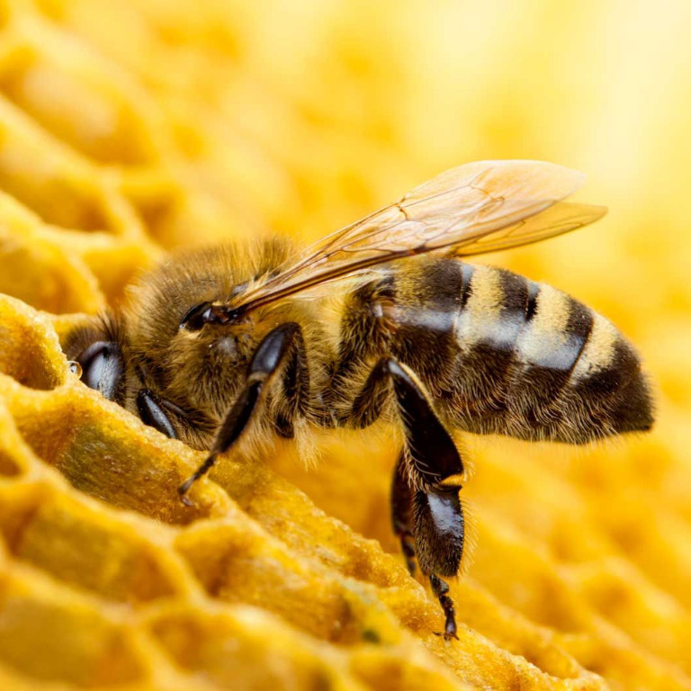 Bees: Vital to Ecosystems