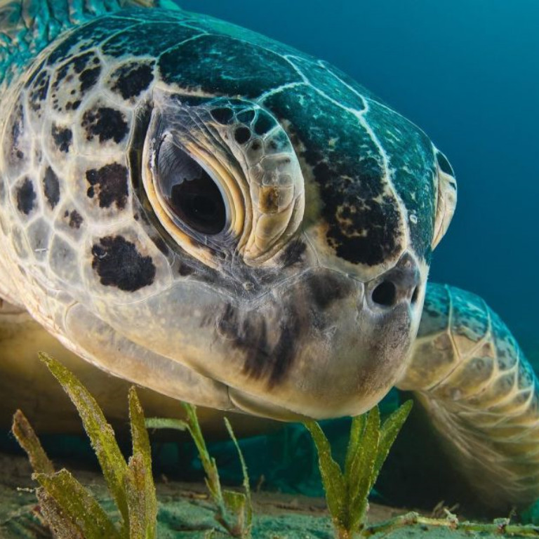 proteccion de tortugas marinas 2020
