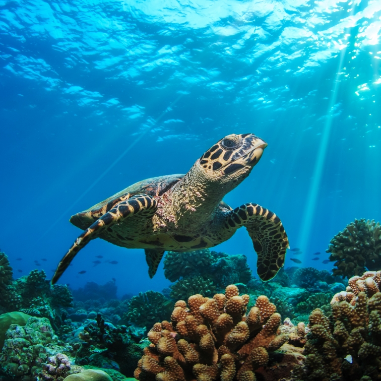 Isla Contoy: Sea Turtle Sanctuary