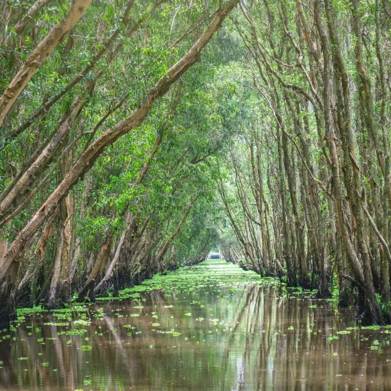 July 26 - International Day for the Conservation of the Mangrove Ecosystem