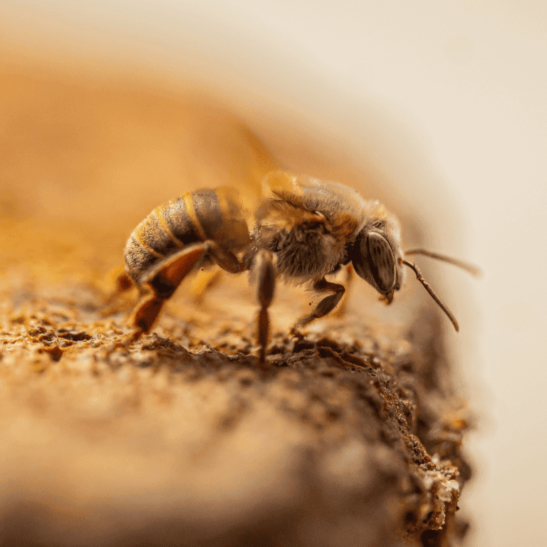 Melipona beecheii, “la abeja sagrada maya