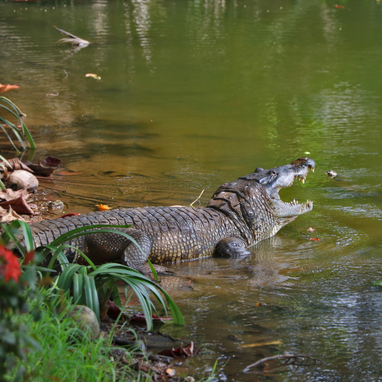 Temporada de reproducción y anidación de cocodrilos en Quintana Roo